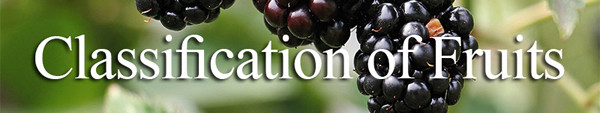 Classification of fruits