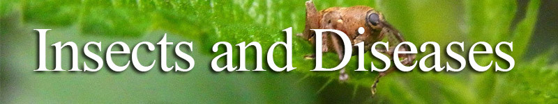 Insects and diseases that can affect fruit growing
